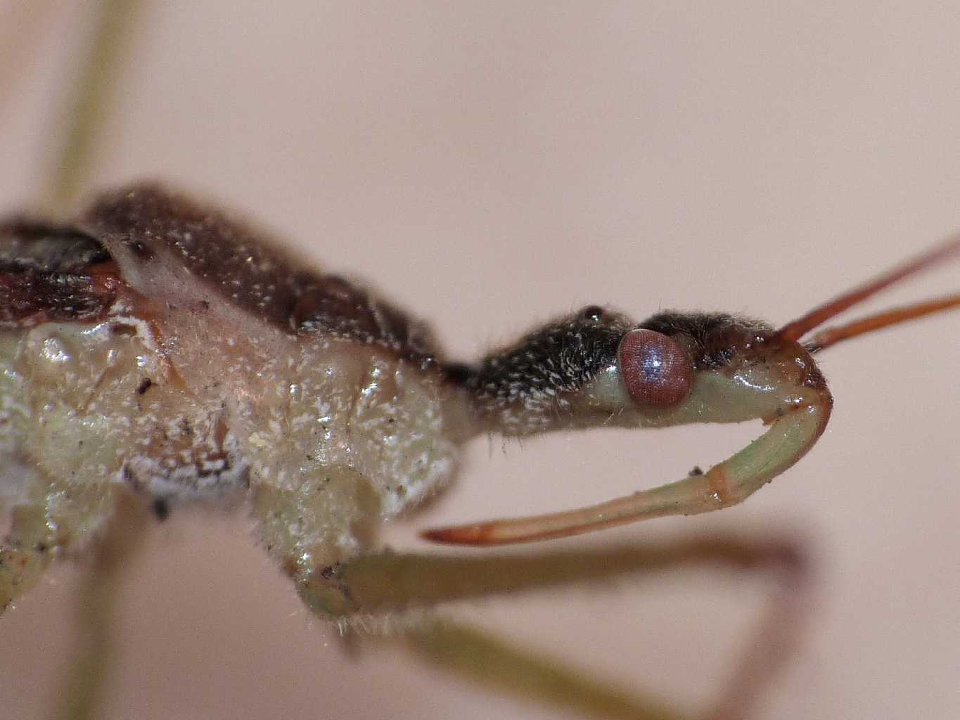 Reduviidae: Zelus renardii da Roma, NUOVO PER L''ITALIA